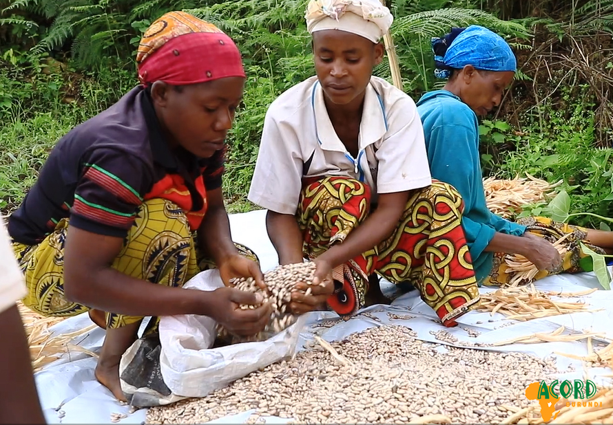 Photo_umwimbu_haricots.jpg